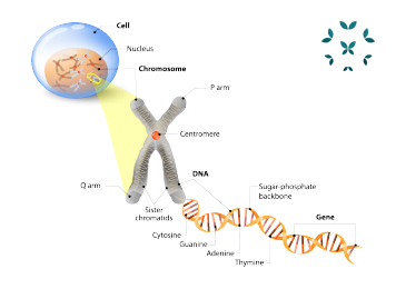 KFL_Epigenetics_Diagram - Kaleidoscope Fighting Lupus