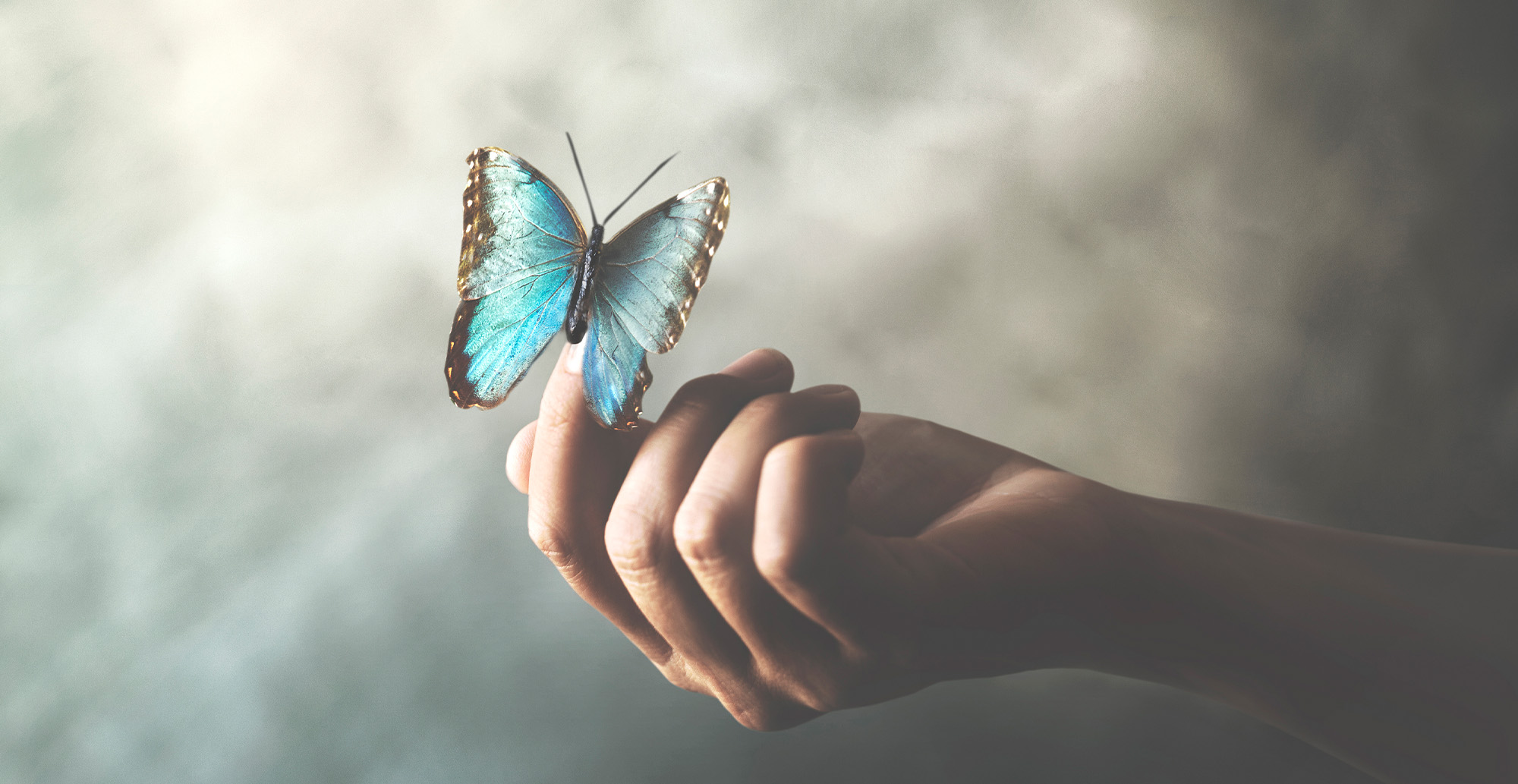 Butterfly in Hand LAM short banner